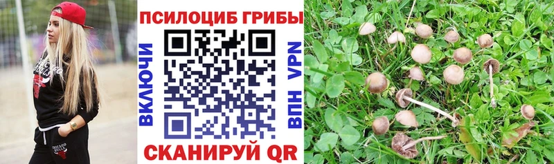 где продают   Куровское  Псилоцибиновые грибы Psilocybe 